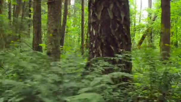 北部森林在夏天 — 图库视频影像