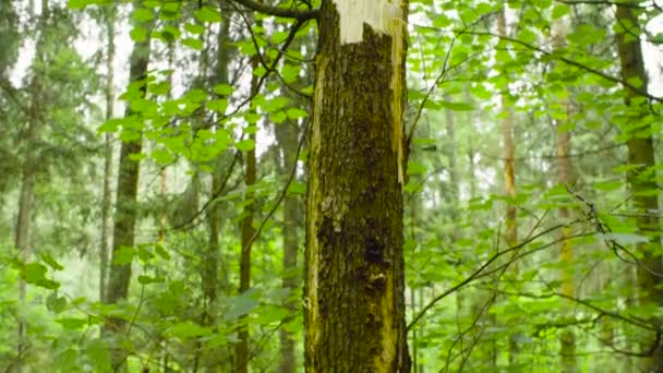 Damaged tree trunk — Stock Video