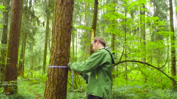 L'écologiste dans une forêt mesurant un tronc d'arbre 