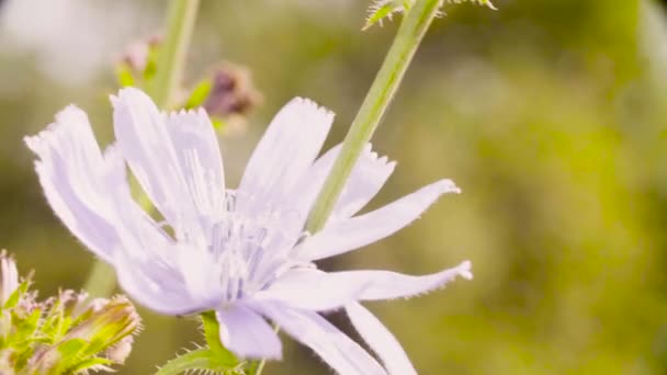 Vita blommor på ängen. — Stockvideo