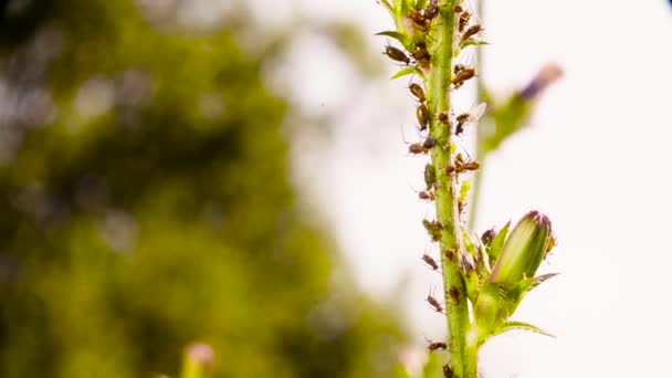 昆虫坐在植物的茎上 — 图库视频影像