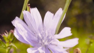 çayır üzerinde beyaz çiçek.