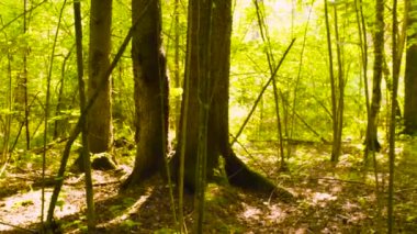 Adam ekolojist sitesi işaretleme kare içinde bitkiler açıklar.