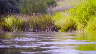 Saz ve çalılar ile büyümüş orman Nehri