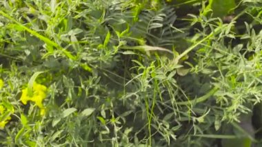 Çayır sarı çiçekler. Erken yaz sabahı