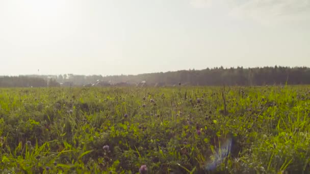 Meadow cerca del pueblo. Temprano en verano — Vídeo de stock