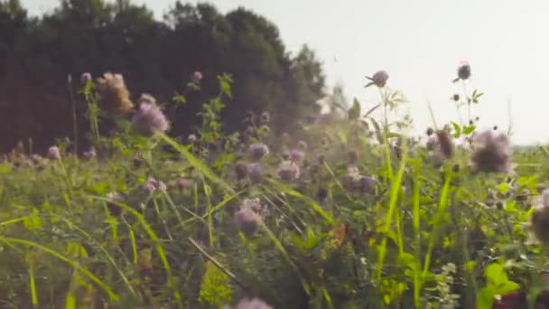 Bloemen weide. Vroeg Zomerochtend — Stockvideo