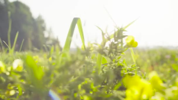 草甸黄色的花朵。初夏清晨 — 图库视频影像