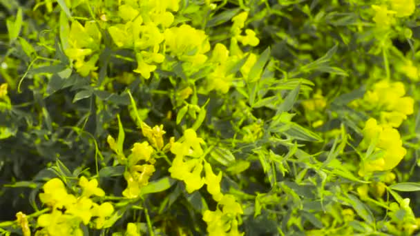 草甸黄色的花朵。初夏清晨 — 图库视频影像