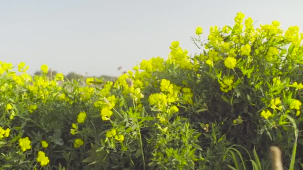 Flores amarelas no prado. Manhã de verão — Vídeo de Stock