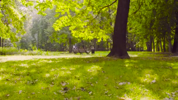 Καλοκαίρι πρωί στο πάρκο — Αρχείο Βίντεο