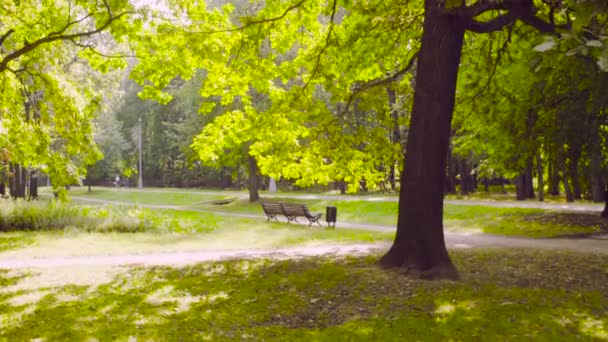 Καλοκαίρι πρωί στο πάρκο — Αρχείο Βίντεο