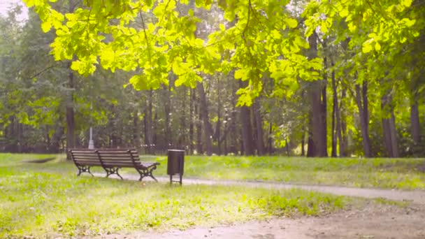 Bench under a tree in the park — Stock Video