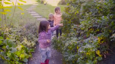 Üç kız bir bahçe içinde yabani gül çilek toplama