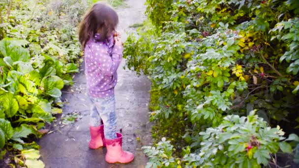 어린 소녀는 정원에서 야생 장미 열매를 수집 — 비디오
