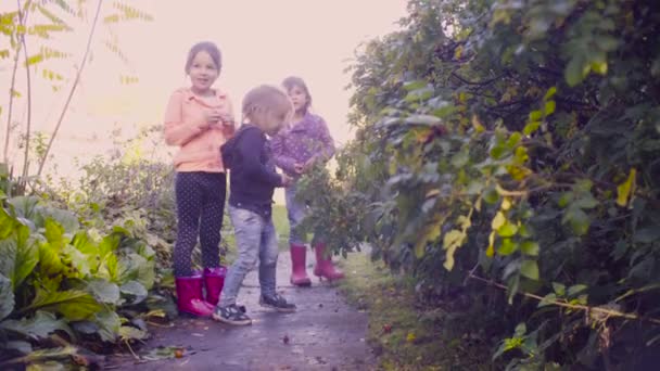 Three girls collecting wild rose berries in a garden — Stock Video