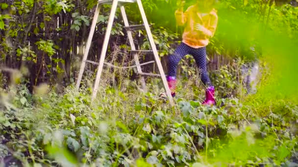Маленька дівчинка піднімається по драбині і починає збирати сливи — стокове відео