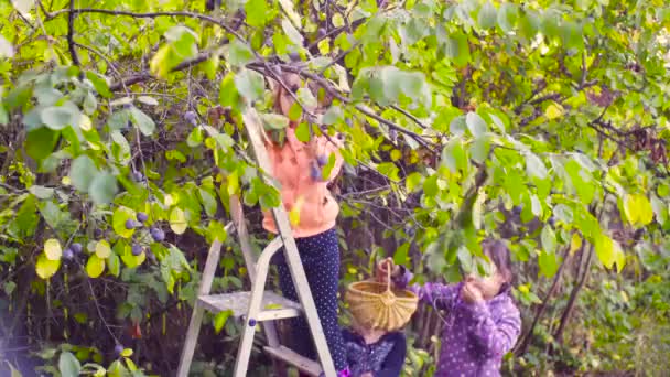 Little girl standing on a ladder and collecting plums — Stock Video