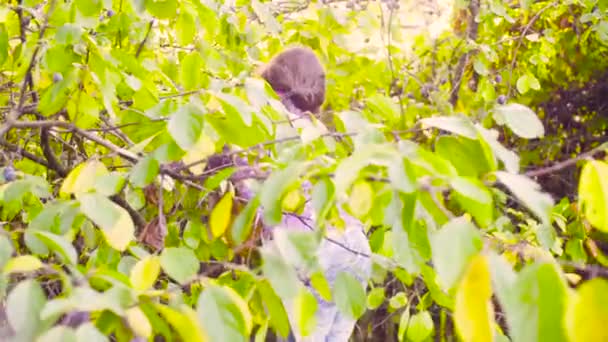 Malá holčička sbírání švestek a pak lezení po žebříku — Stock video