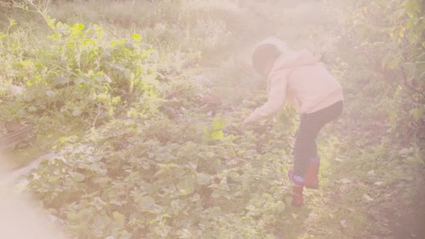 Ragazzina in cerca di fragola — Video Stock