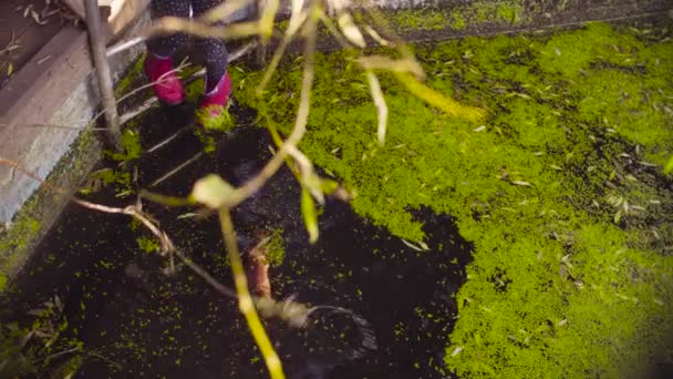 Pernas de uma menina de pé em uma escada de metal e pés pendurados na piscina velha coberto com erva daninha — Vídeo de Stock