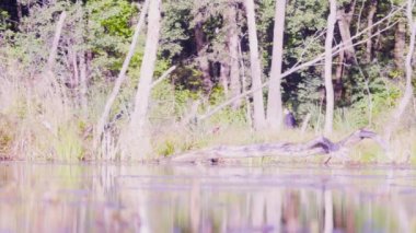 İki bilim adamı ekologlar nehir kıyısında üzerinde vahşi ormanda