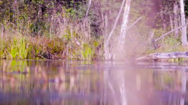 İki bilim adamı ekologlar nehir kıyısında üzerinde vahşi ormanda