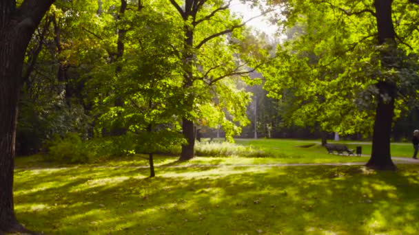 Sommarmorgon i parken — Stockvideo