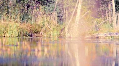 İki bilim adamı ekologlar nehir kıyısında üzerinde vahşi ormanda