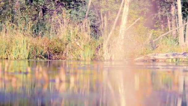 Dos científicos ecologistas en bosque salvaje en la orilla del río — Vídeos de Stock