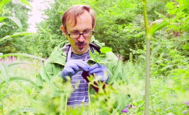 Bitki inceleyerek bir ormandaki ekolojist