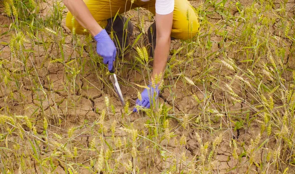 Mãos Fechadas Cientista Ambientalista Colher Amostras Solo Campo Trigo — Fotografia de Stock