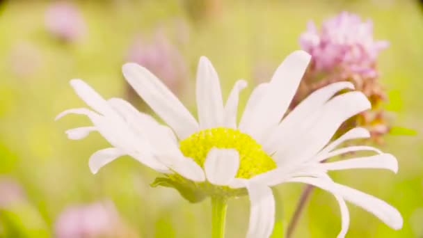 クレーン撮影 マクロ撮影のカモミールの花の牧草地 それを振る風 夏の朝 — ストック動画