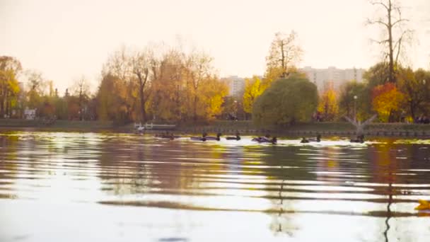 Herbstlandschaft, See im Park, im See schwimmende Enten — Stockvideo