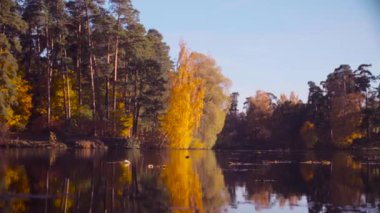 Sonbahar manzara, renkli ağaçlarda yaprak. Sonbahar sezon.