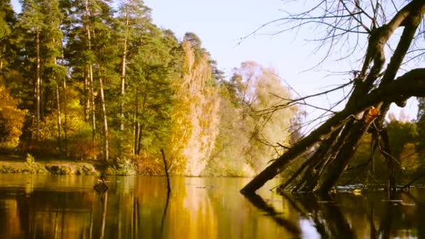 Paisaje otoñal, hojas coloridas en los árboles. Temporada de otoño . — Vídeos de Stock