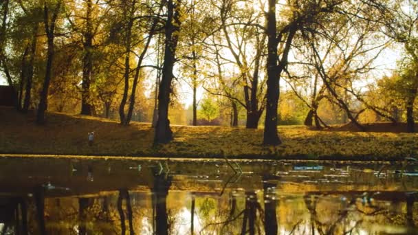 Hösten, sjön i parken, färgglada träd återspeglas i vattnet — Stockvideo