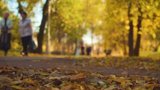 Paysage d'automne - les feuilles d'érable colorées reposent sur le sol — Video