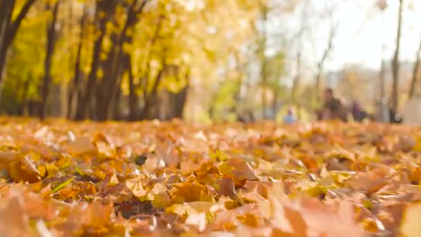 Autumn landscape - colorful maple leaves lie on the ground — Stock Video