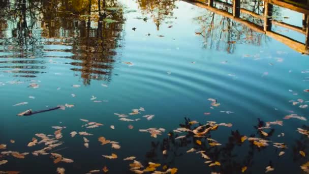 Herfst landschap, meer in het park. Val seizoen — Stockvideo