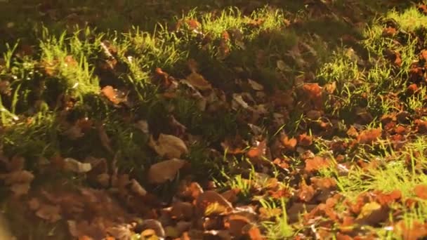 Otoño. Hojas de roble amarillo yacen en el suelo — Vídeos de Stock