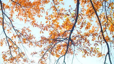 Sonbahar manzara - turuncu meşe ağaç yaprakları.