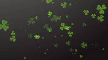 Saint Patricks Day. Siyah arka plan üzerinde düşen yonca bırakır