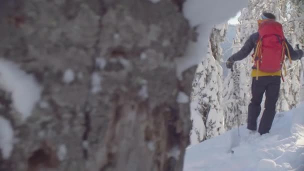 Skitour in Siberia. A man standing on the peak in a snowy forest. — Stock Video