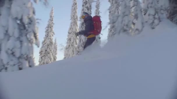 Skitour in Siberië. Een man die rijden naar beneden de heuvel in een besneeuwde forest. — Stockvideo
