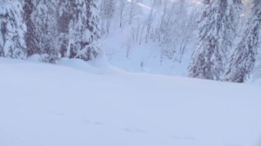 Sibirya'da skitour. Karlı bir ormandaki tepeden aşağı bir kişini.