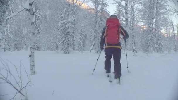 Skitour i Sibirien. En man skidåkning i en snöig skog. — Stockvideo