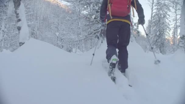 Skitour στη Σιβηρία. Επανδρώνει πόδια σκι σε ένα χιονισμένο δάσος. — Αρχείο Βίντεο