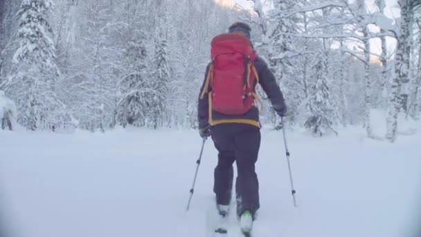 Skitour en Siberia. Un hombre esquiando en un bosque nevado . — Vídeos de Stock