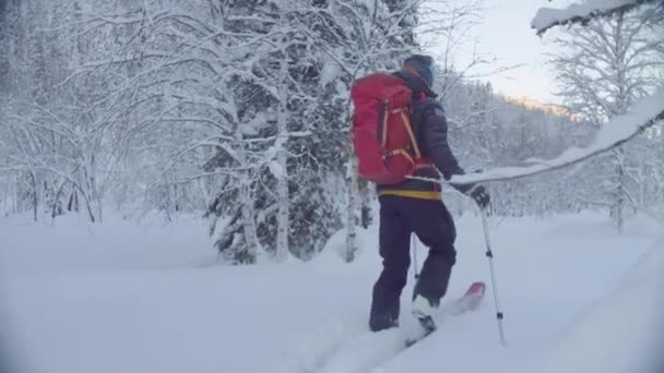 Skitour i Sibirien. En man skidåkning i en snöig skog. — Stockvideo